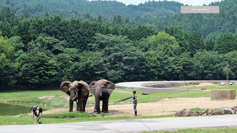 秋吉台サファリ　アフリカゾウ　水浴び